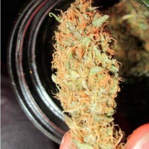 Kali Mist fem (Delicious Seeds)