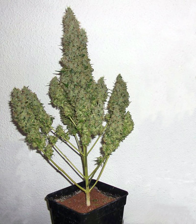 Champion fem (Heavyweight Seeds) — изображение 4