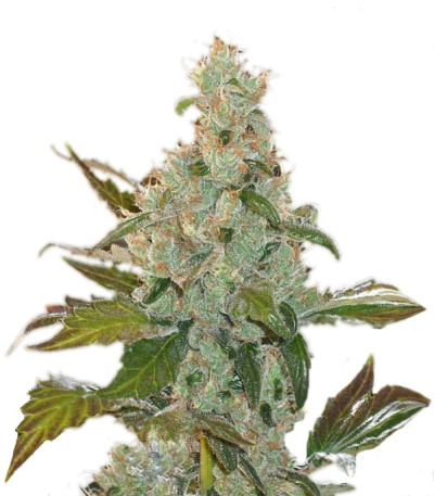 Cheese fem (GHS) семена конопли