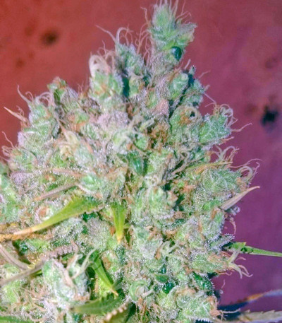 Cheese fem (GHS) семена конопли — изображение 4