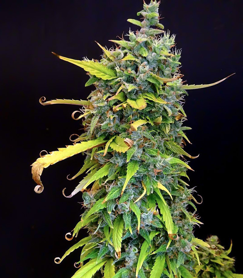 Gorilla Glue Auto fem (Barney's Farm) — изображение 4