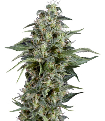 Kryptonite fem (Pyramid Seeds)