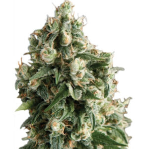 Lennon fem (Pyramid Seeds) семена конопли