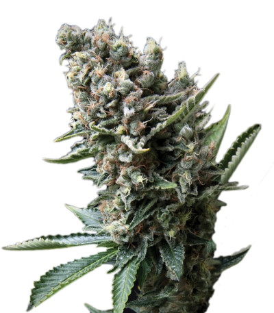 Nefertiti (Pyramid Seeds) семена конопли