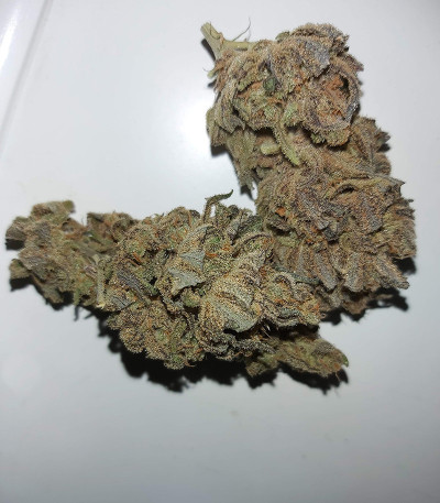 Семена сорта Peyote Critical fem (Barney's Farm) — изображение 3