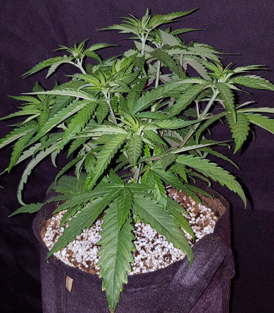 Семена сорта Peyote Critical fem (Barney's Farm) — изображение 4