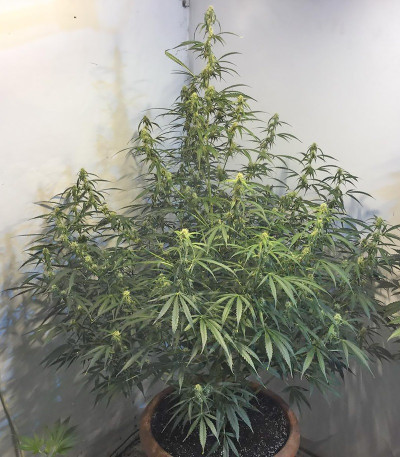 Rock Machine Auto fem (Doctor’s Choiсe) семена конопли — изображение 3