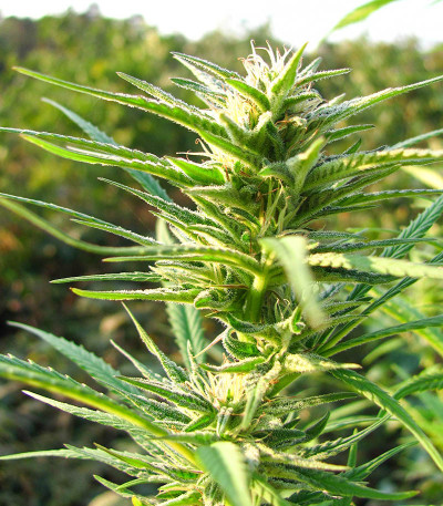 Tropic Punch fem (Heavyweight Seeds) — изображение 4