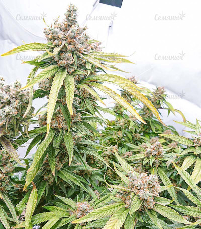 Tropic Punch fem (Heavyweight Seeds) — изображение 3