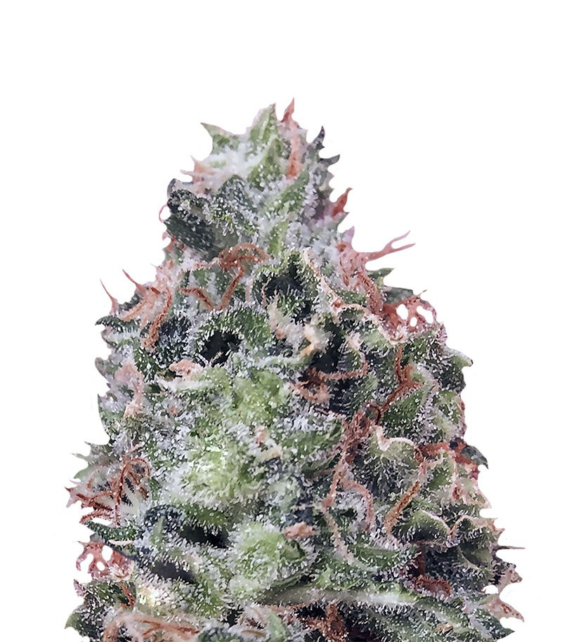 Waist Deep Auto fem (Heavyweight Seeds)