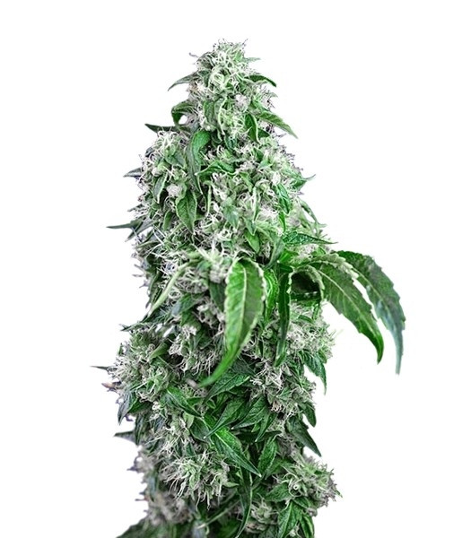 Big Devil F1 Fast Version fem (Sweet Seeds)