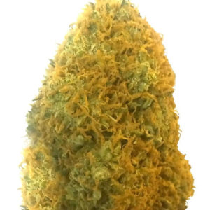 Champion fem (Heavyweight Seeds)