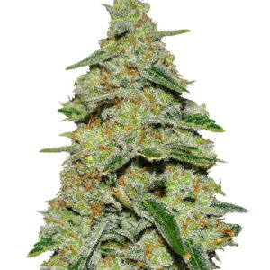 Lemon Cake fem (Heavyweight Seeds)