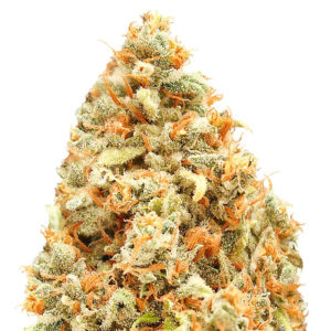 Monster Profit fem (Heavyweight Seeds)