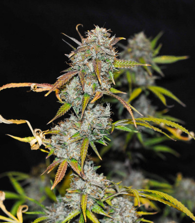 Семена сорта Auto Anubis fem (Pyramid Seeds) — изображение 4