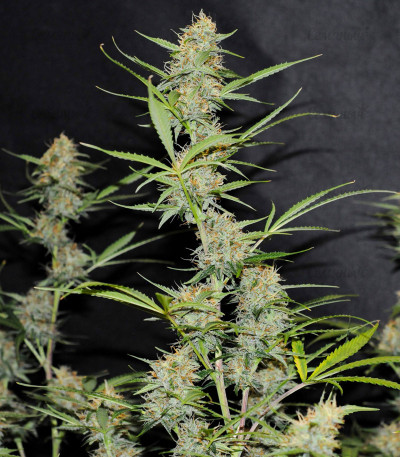 Семена сорта Auto Anubis fem (Pyramid Seeds) — изображение 5