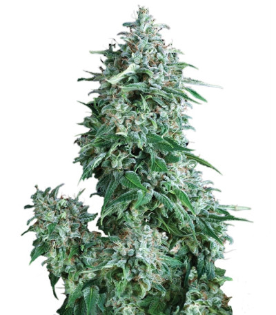 Семена сорта Auto Anubis fem (Pyramid Seeds)