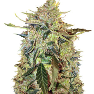 Auto American Pie fem (Pyramid Seeds)