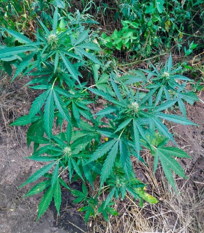 Семена сорта Auto Anubis fem (Pyramid Seeds) — изображение 3