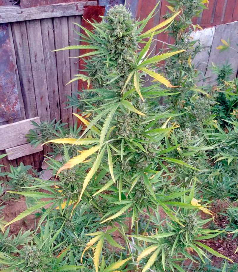 Семена сорта Auto Chocolate Skunk fem (00 Seeds) — изображение 2