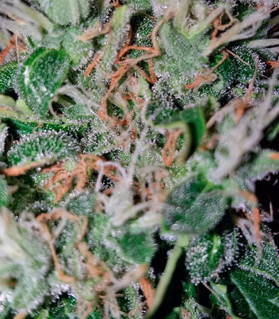 Nefertiti fem (Pyramid Seeds) семена конопли — изображение 3