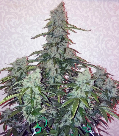 Nefertiti fem (Pyramid Seeds) семена конопли — изображение 4