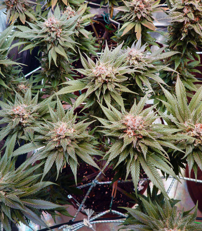 Bruce Banner #3 fem (Original Sensible Seeds) — изображение 3