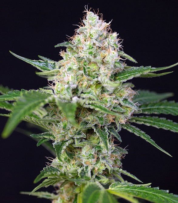 Семена сорта Crystal Candy fem (Sweet Seeds) — изображение 3