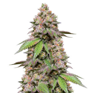 DDoS #33 fem (Herbies Seeds)