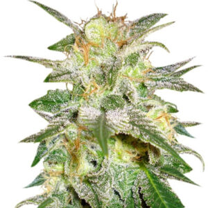 Семена сорта New York 47 fem (World of Seeds)
