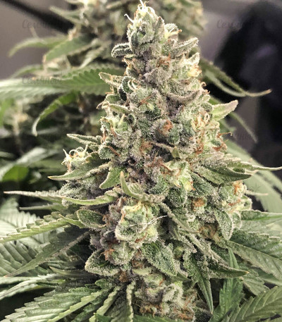 Auto Northern Lights fem (Pyramid Seeds) семена конопли — изображение 4