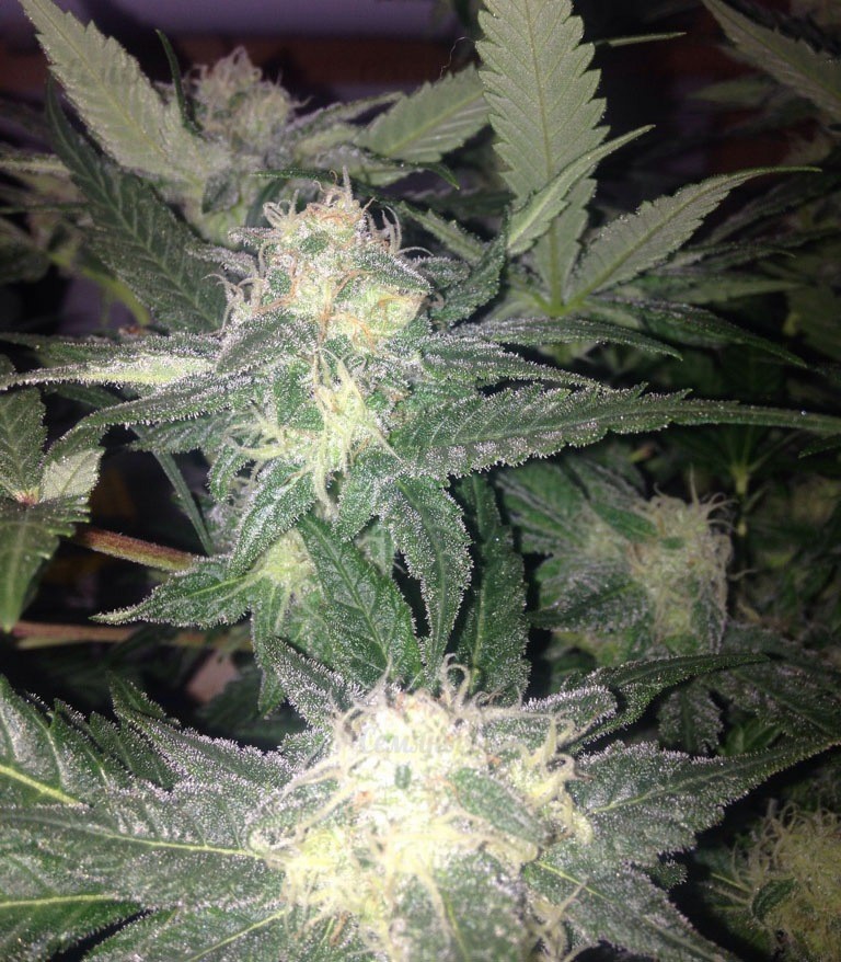 Семена сорта Red Leicester Tease fem (Dr. Krippling Seeds) — изображение 5