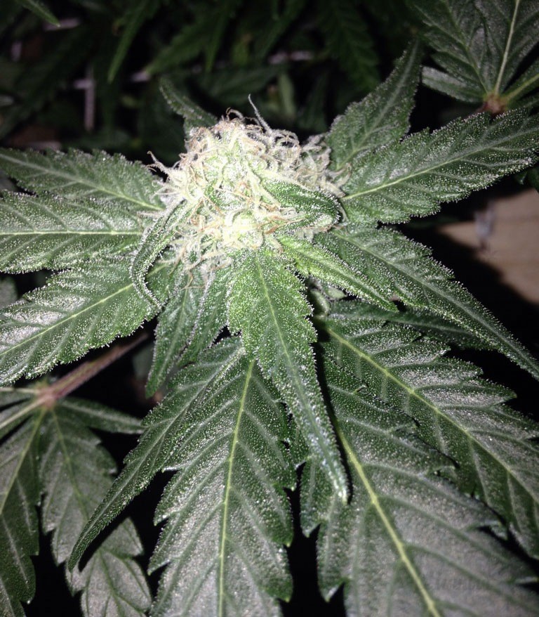 Семена сорта Red Leicester Tease fem (Dr. Krippling Seeds) — изображение 4
