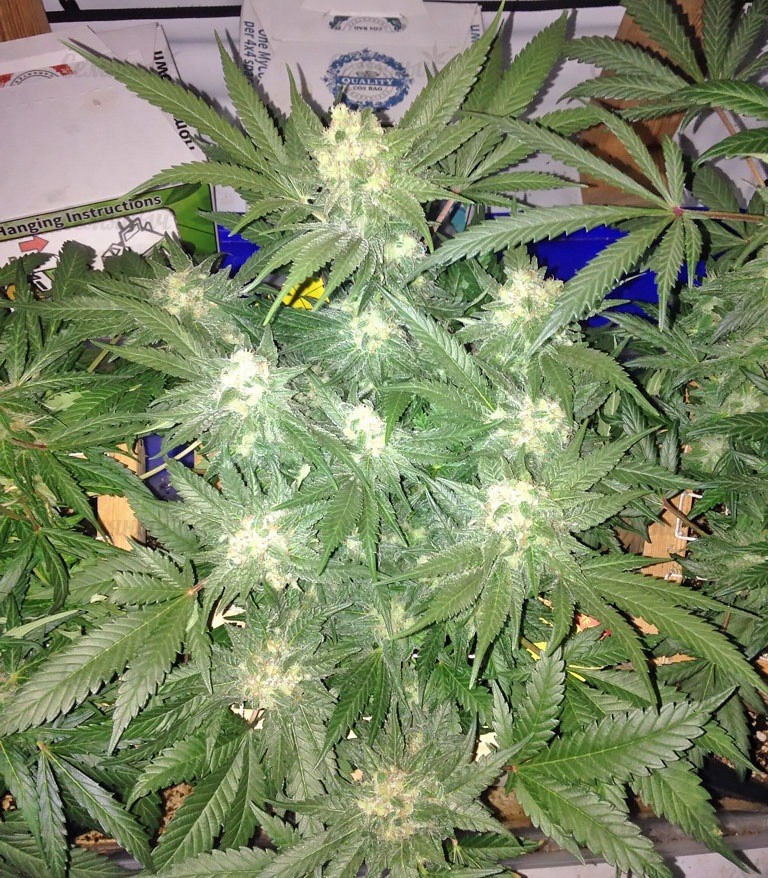 Семена сорта Red Leicester Tease fem (Dr. Krippling Seeds) — изображение 3