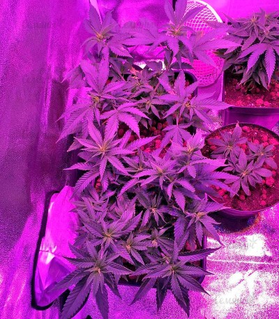 Семена сорта Sweet Critical fem (00 Seeds) — изображение 3