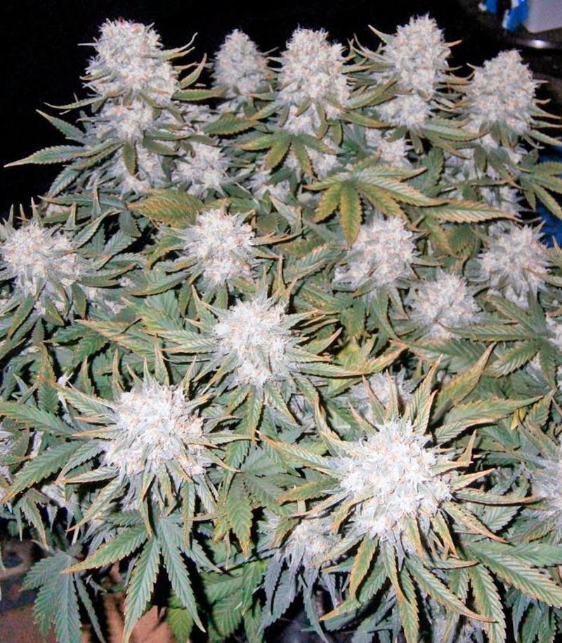 Семена сорта Killer Kush Auto fem (Sweet Seeds) — изображение 3