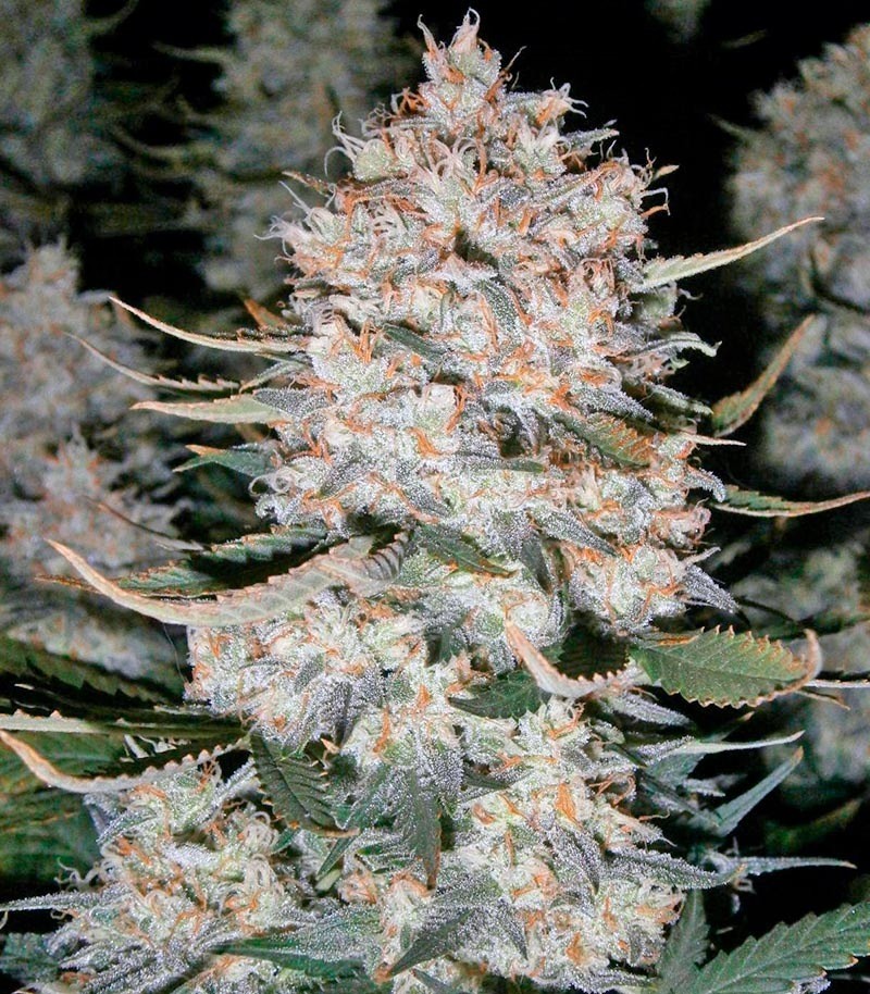Семена сорта Killer Kush Auto fem (Sweet Seeds) — изображение 2