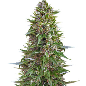 Семена сорта Auto Northern Lights XXL fem (00 seeds)