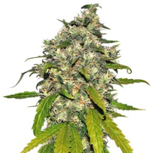 Семена сорта AK-48 Automatic fem (Nirvana Seeds)