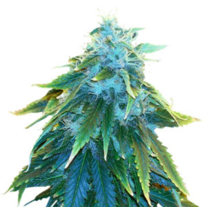 Семена сорта AK 48 fem (Nirvana Seeds)