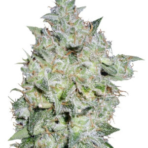 Семена сорта Afghan Kush Special fem (World of Seeds)