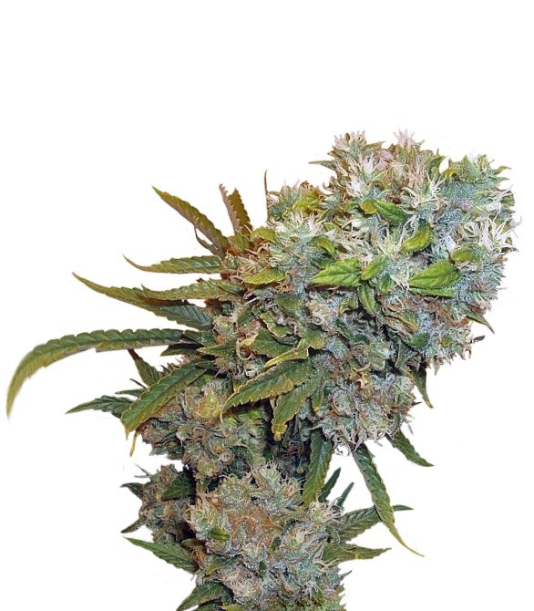Семена сорта Cream 47 fem (Sweet Seeds)