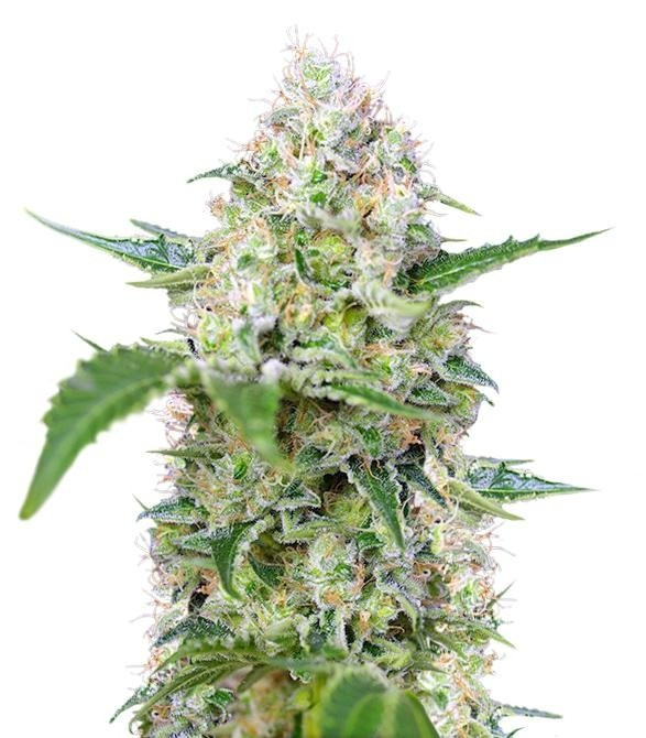 Семена сорта Crystal Candy fem (Sweet Seeds)
