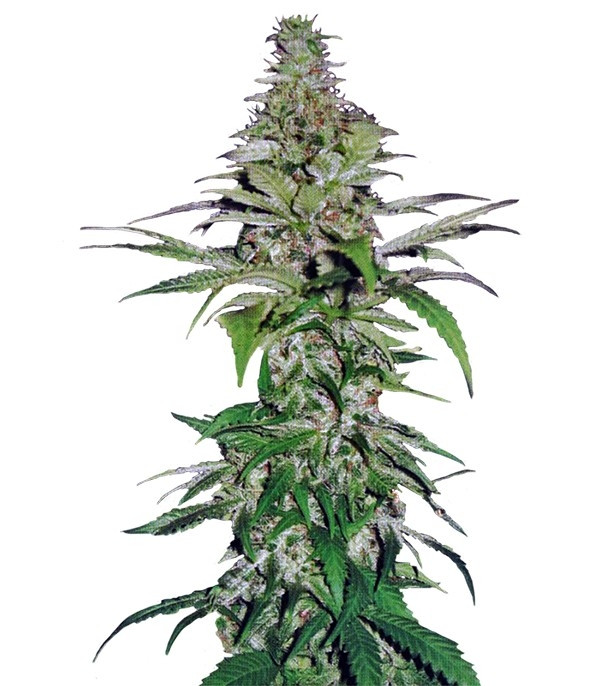 Auto Northern Lights fem (Pyramid Seeds) семена конопли