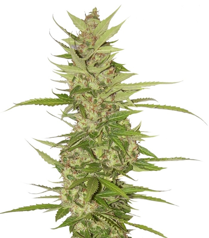 Семена сорта Northern Lights x Big Bud Auto fem (World of Seeds)