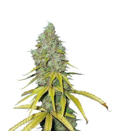 Семена сорта Raspberry Cough fem (Nirvana Seeds)