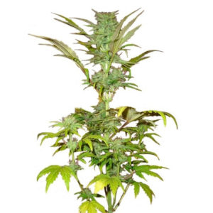 Семена сорта Short Rider Automatic fem (Nirvana Seeds)