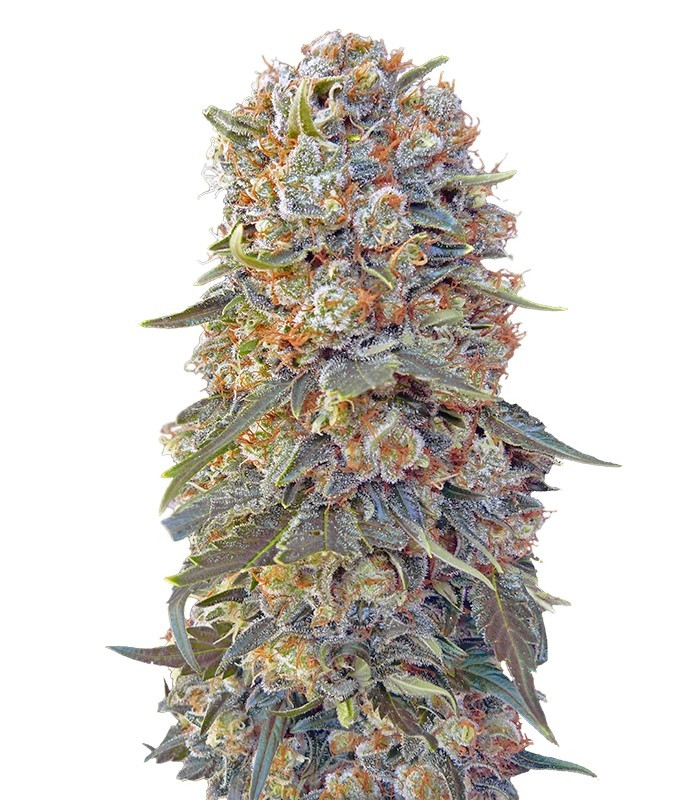 Семена сорта Sweet Critical fem (00 Seeds)