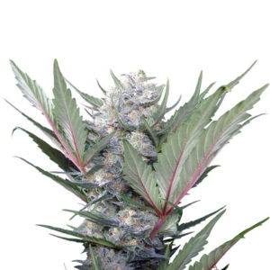 Семена сорта Sweet Skunk F1 Fast Version fem (Sweet Seeds)