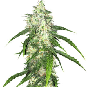 Семена сорта Swiss Cheese Automatic fem (Nirvana Seeds)